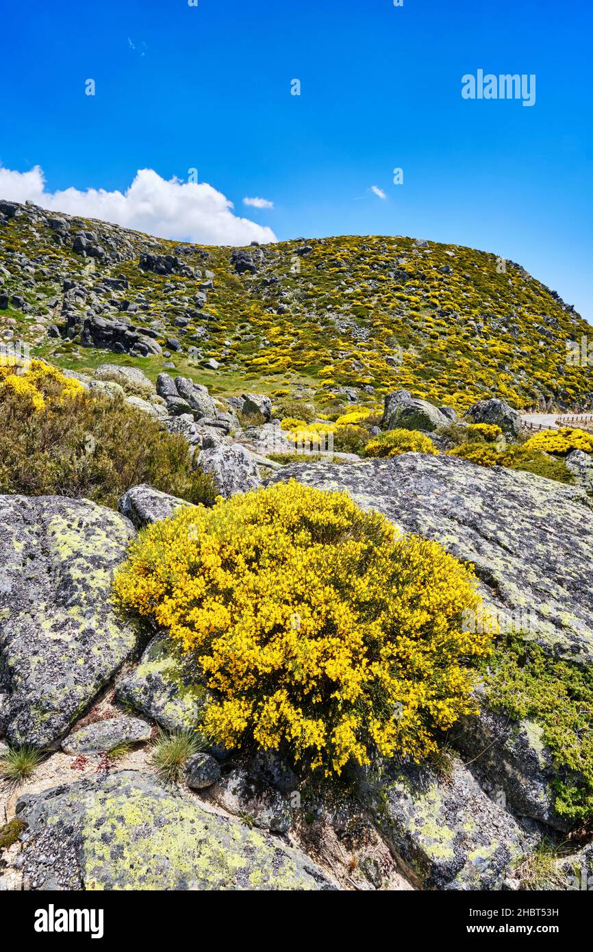 Source colorée avec Genisteae et bruyère à la Nave de Santo Antonio.Parc naturel de Serra da Estrela, Portugal Banque D'Images