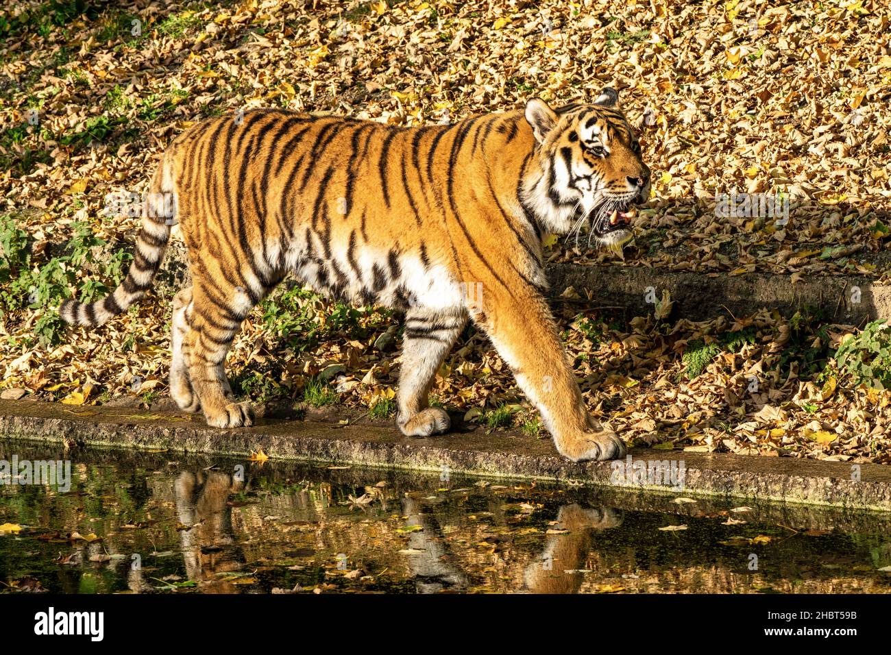 Le tigre de Sibérie, Panthera tigris altaica est le plus grand chat dans le monde Banque D'Images