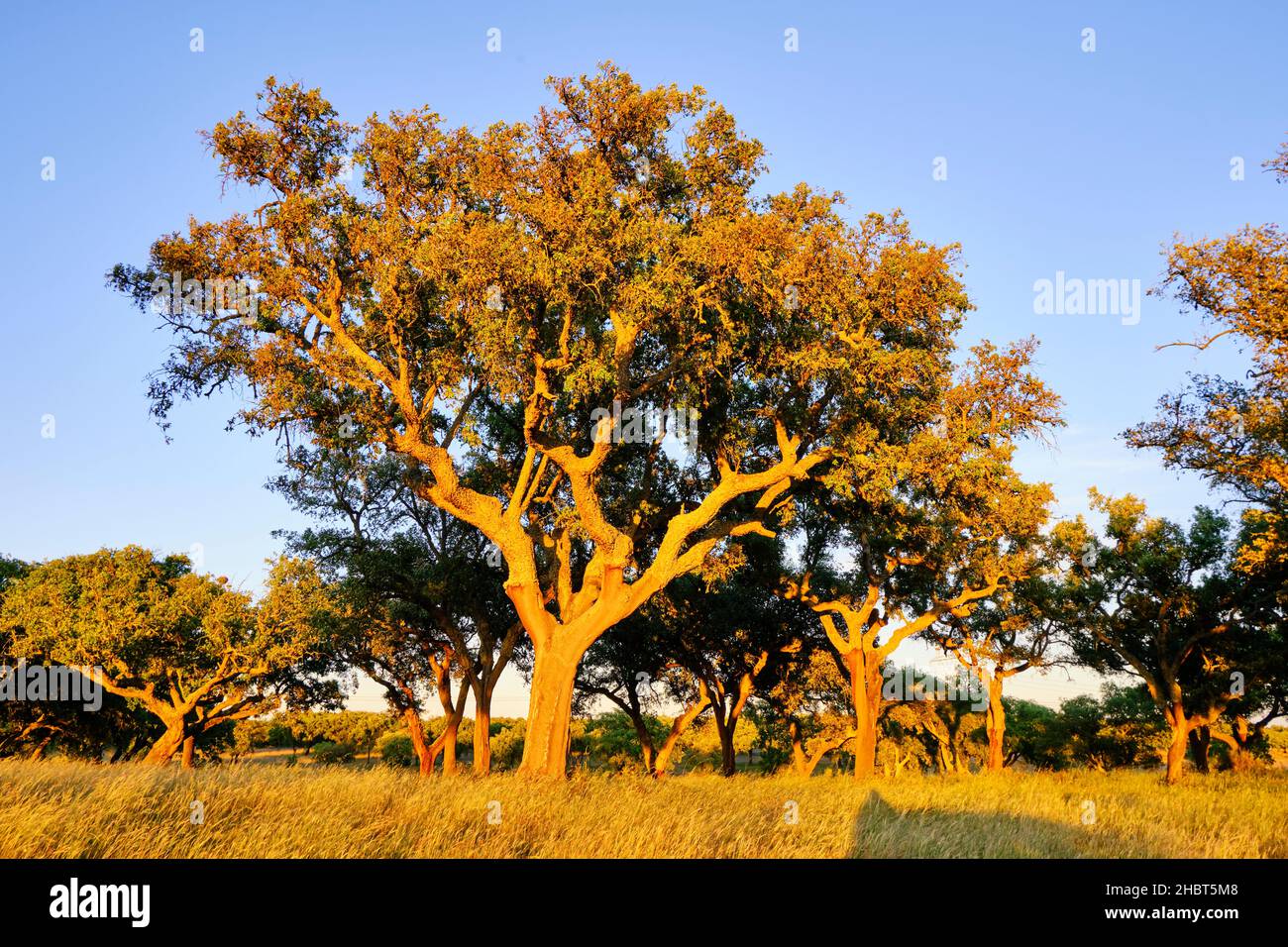 Un arbre de liège avec le liège récemment coupé.Le Portugal est le leader mondial de la production de liège.Rio Frio, Palmela, Portugal Banque D'Images