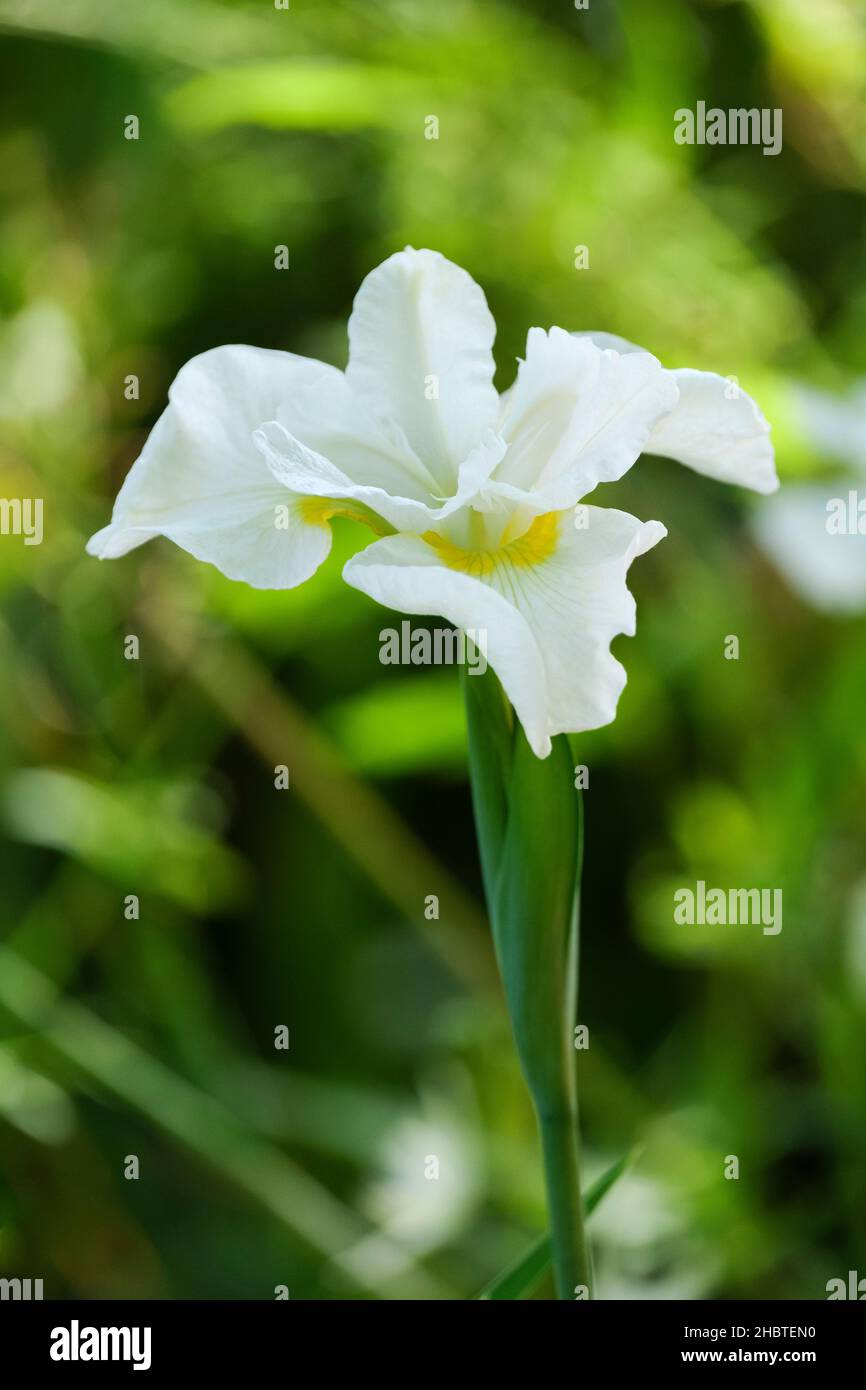 Iris sibirica 'White Swirl', iris sibérien 'White Swirl', fleur unique, début d'été Banque D'Images