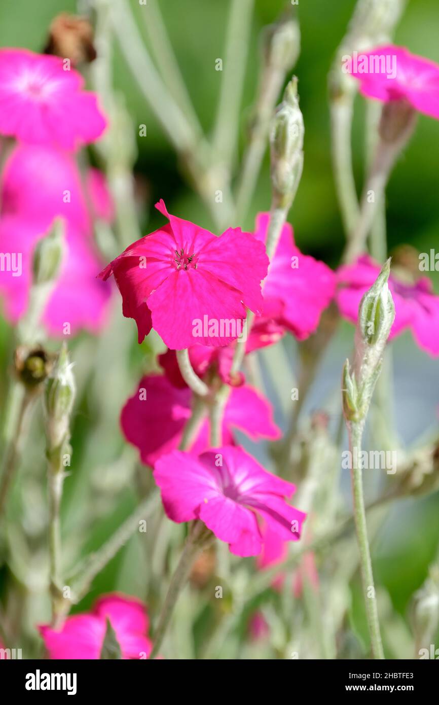 Lychnis coronaria, Rose campion, rose couronne, oreilles de lapin, rose Mullein.Vivace avec des tiges gris argenté et des fleurs roses profondes Banque D'Images