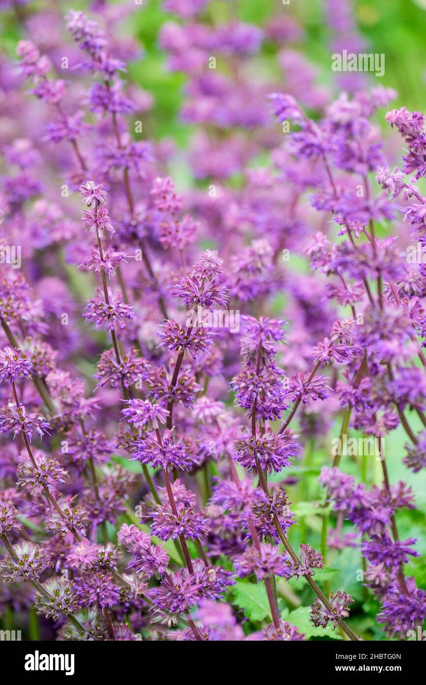 Salvia verticillata 'Purple Rain', le Clary 'Purple Rain', la sauge 'Purple Rain', la sauge 'Purple Rain', le Clary 'Purple Rain'. Banque D'Images