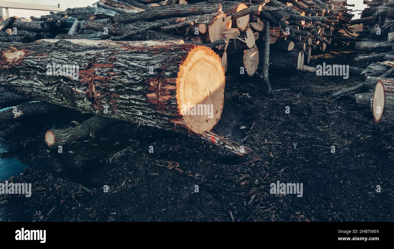 Rangées d'arbres coupés dans la cour de bois Banque D'Images