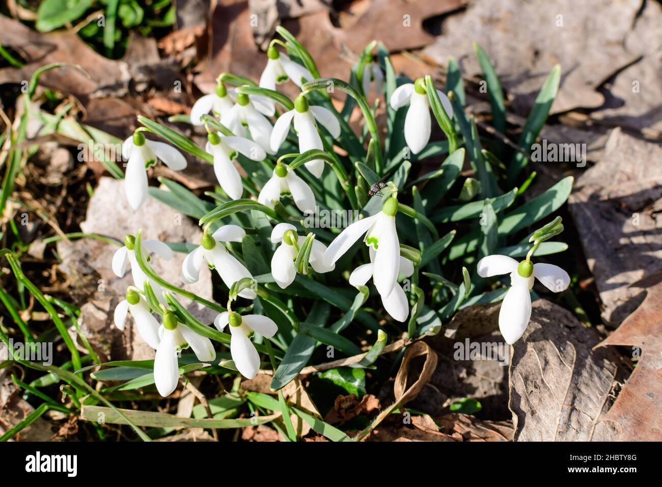Fleurs de printemps blanches, petites et délicates, en pleine floraison dans la forêt en pleine journée ensoleillée de printemps, arrière-plan flou avec espace pour le texte, la vue de dessus ou fl Banque D'Images