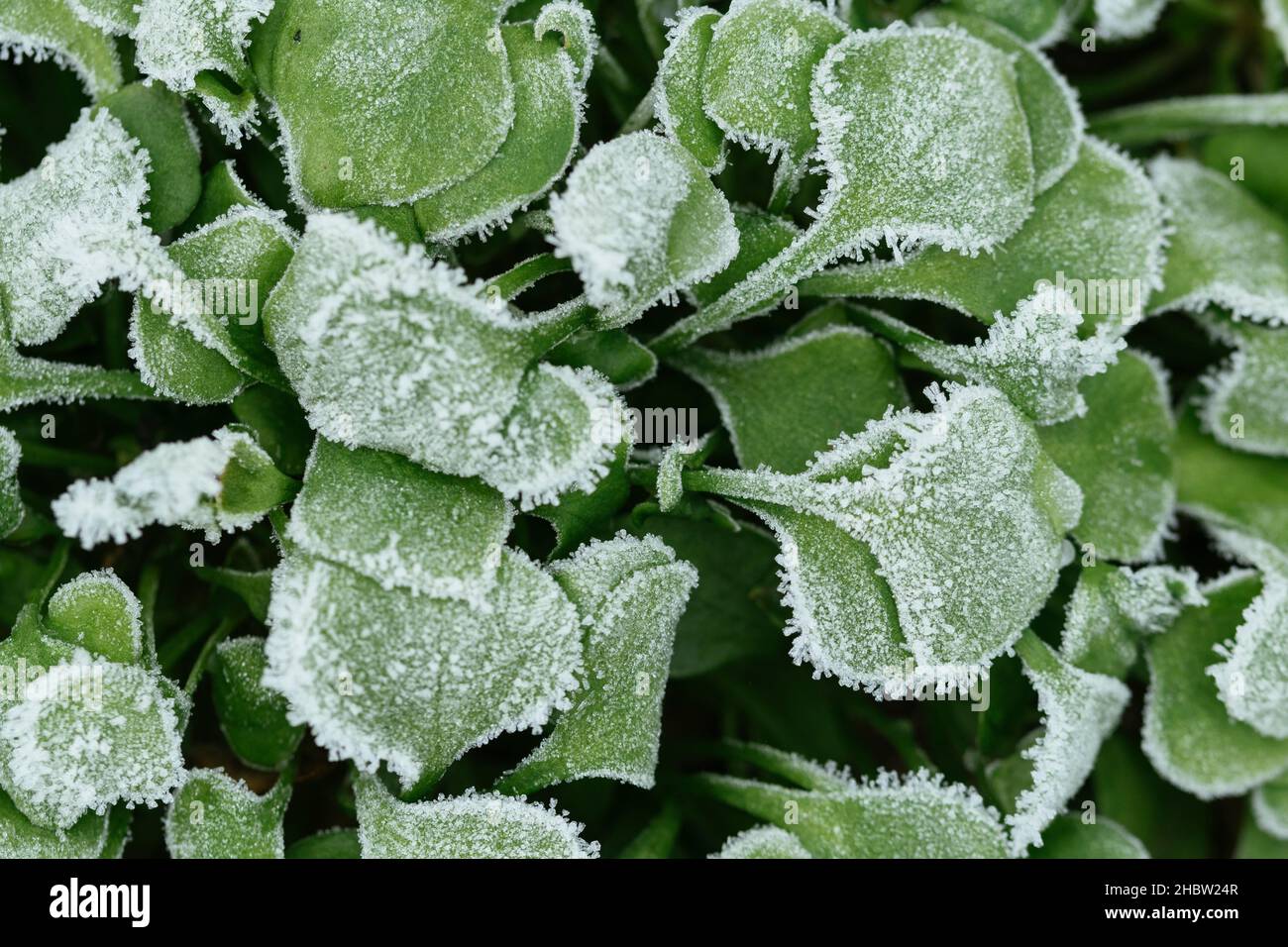 Purslane d'hiver (Claytonia perfoliata) avec cristaux de glace. Banque D'Images
