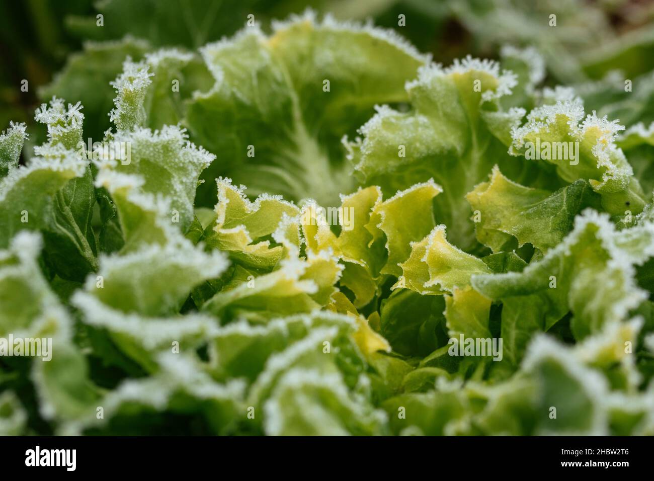 Plongée en hiver dans un jardin gelé en décembre Banque D'Images