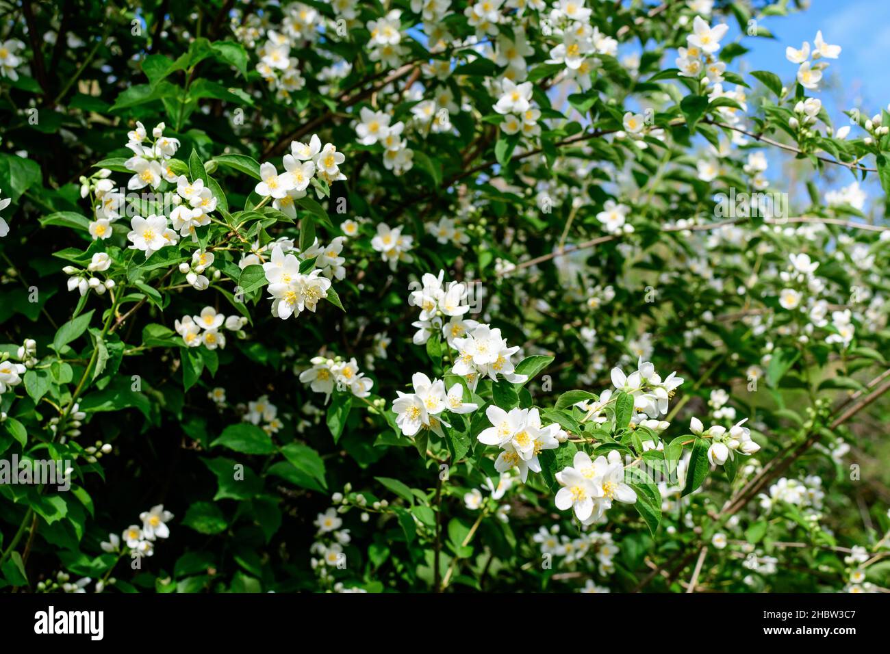 Fleurs blanches et feuilles vertes fraîches et délicates de Philadelphus coronarius plante vivace ornementale, connue sous le nom de Sweet mock orange ou French dogwood, in Banque D'Images