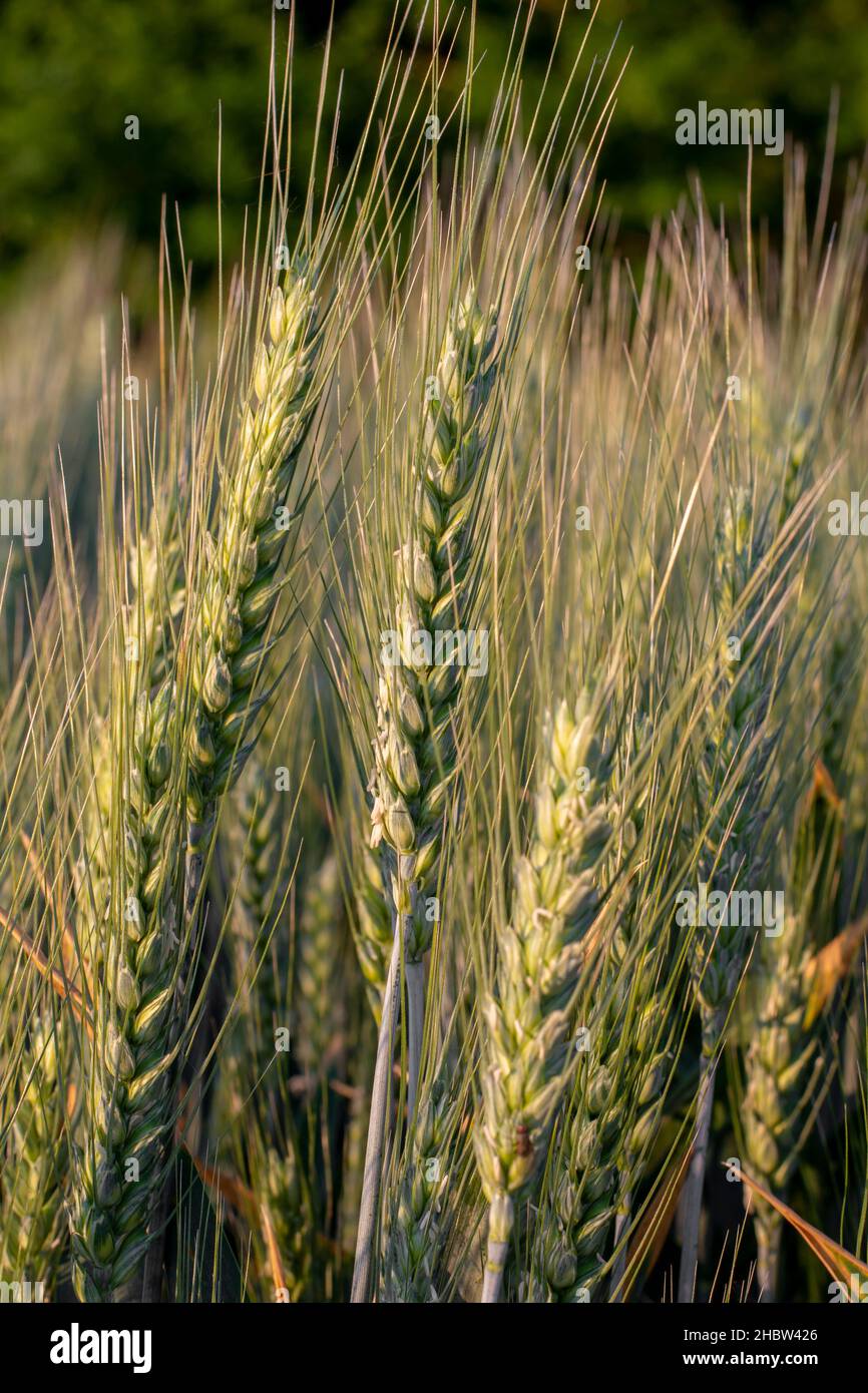 Culture de l'orge.Grain.Pointe d'orge verte.Pointe d'orge encore peu mûre.Gros plan.Macrophotographie. Banque D'Images