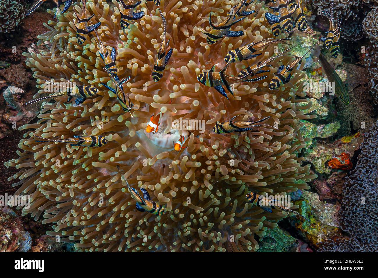 Les cardinalpoissons sont une famille, Apogonidae, de poissons à raies trouvés dans les océans Atlantique, Indien et Pacifique; Banque D'Images