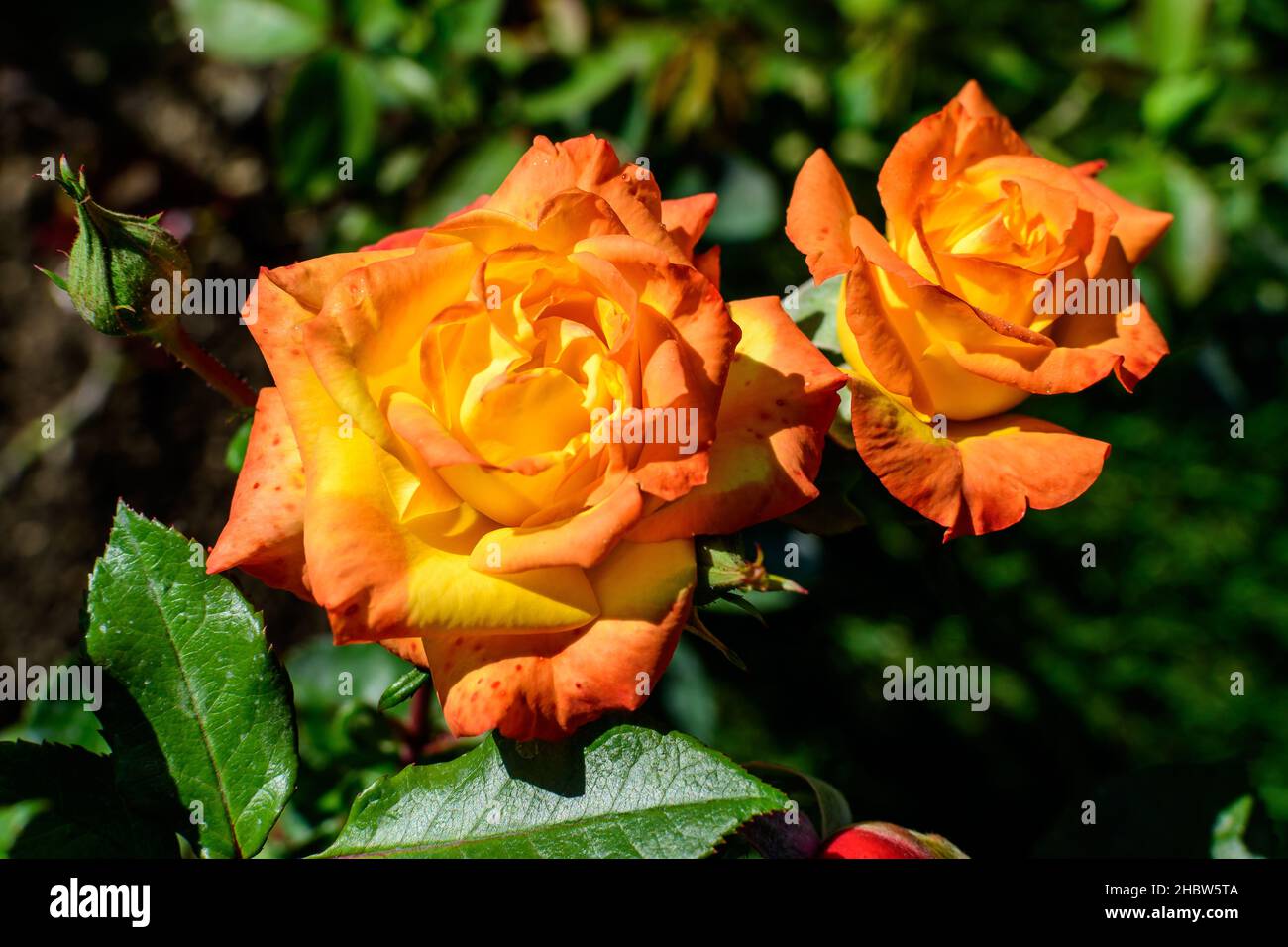 Deux grandes roses orange vives et délicates en pleine floraison dans un jardin d'été, en plein soleil, avec des feuilles vertes floues en arrière-plan Banque D'Images