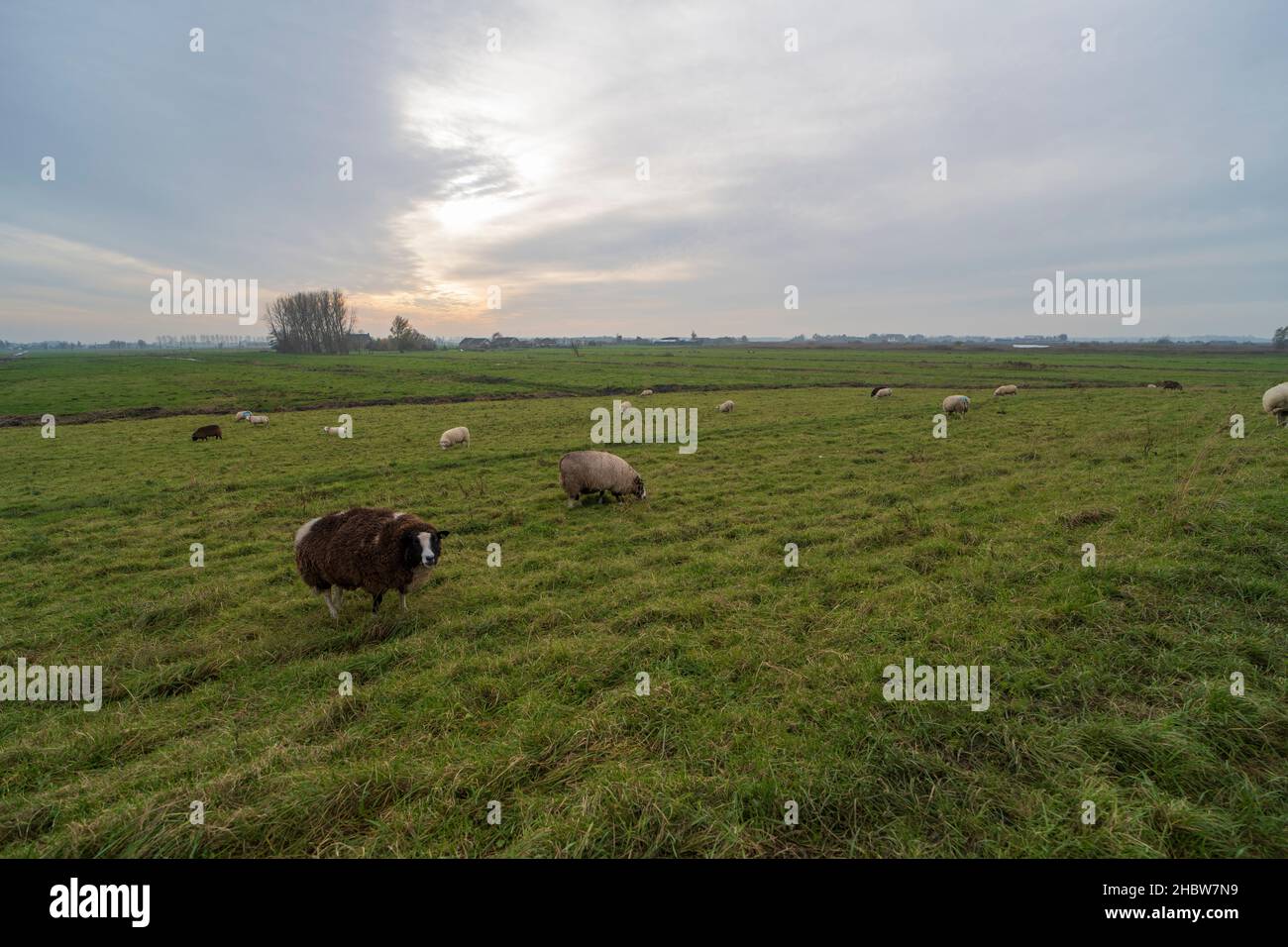 Paysage hollandais d'automne avec pâturage des moutons Banque D'Images