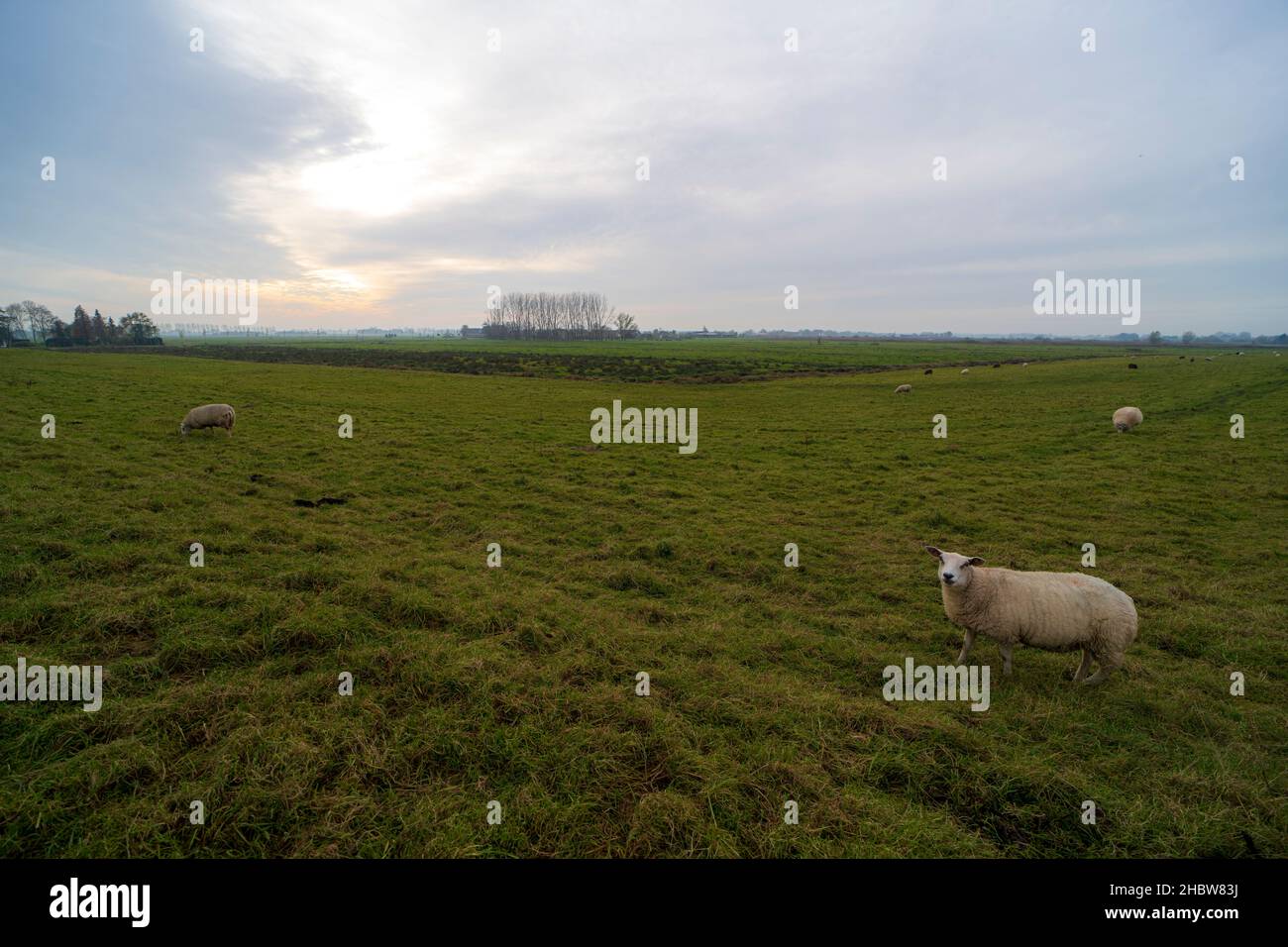 Paysage hollandais d'automne avec pâturage des moutons Banque D'Images