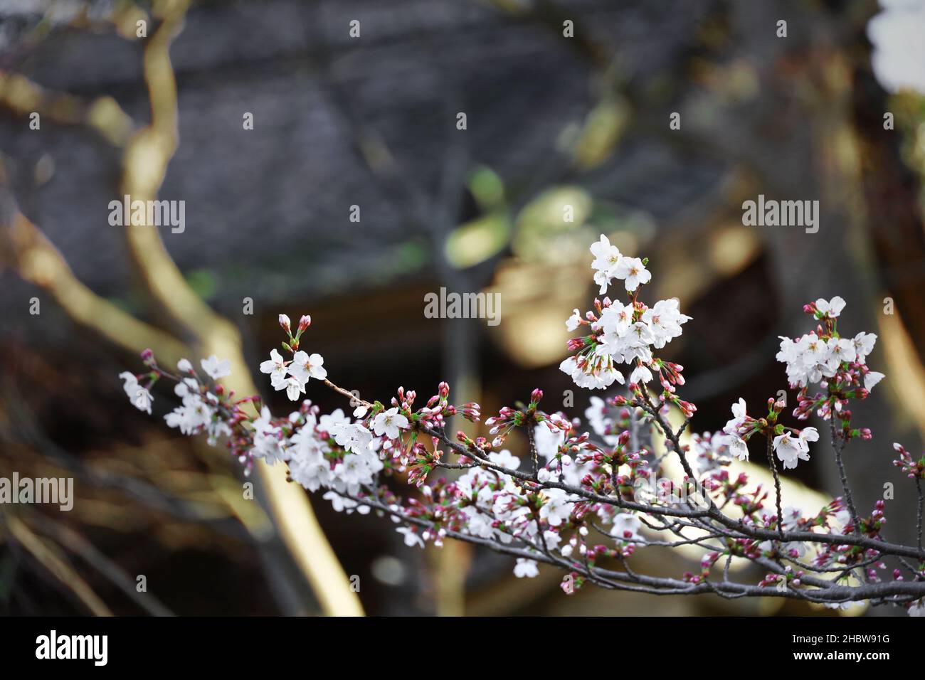 Très vieux cerisiers en fleurs japon Banque de photographies et d