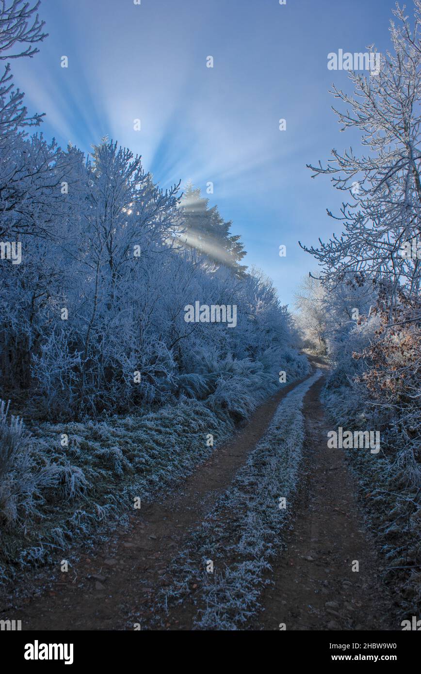 Arbres gelés le long d'un chemin forestier en Auvergne, Puy-de-Dome Banque D'Images