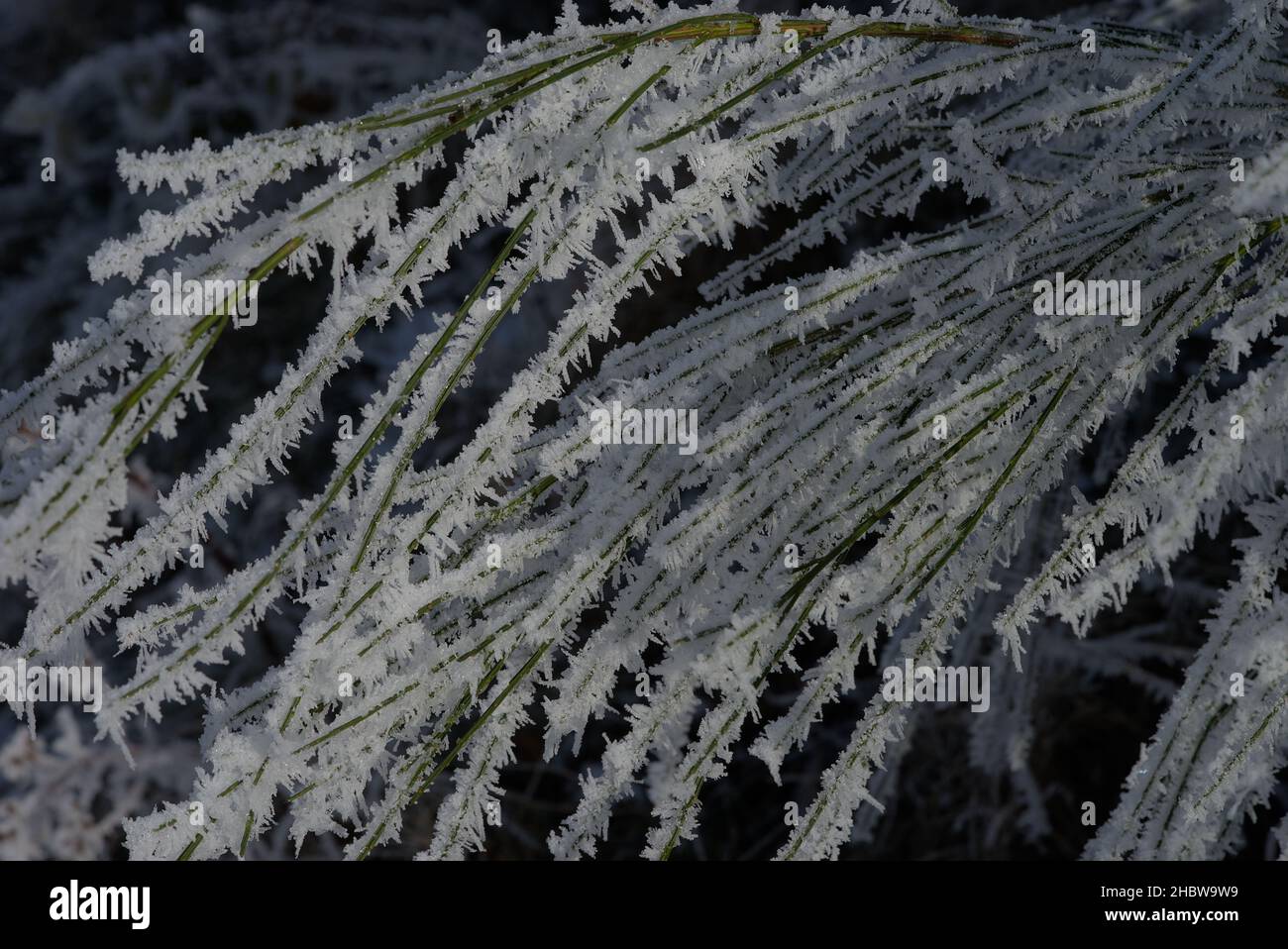 herbe haute et feuilles givrées en hiver avec détail froid et gros plan Banque D'Images