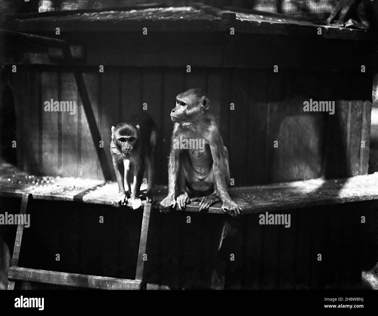 Singe non identifié mâle et femelle assis dans une enceinte en bois au zoo de Lincoln Park CA.1900. Banque D'Images