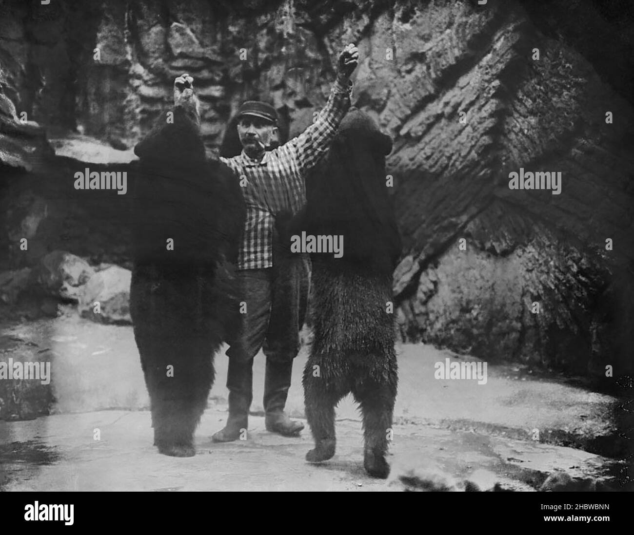 Zookeeper fumant sa pipe et nourrissant deux ours qui sont debout.Zoo de Lincoln Park ca.1900. Banque D'Images