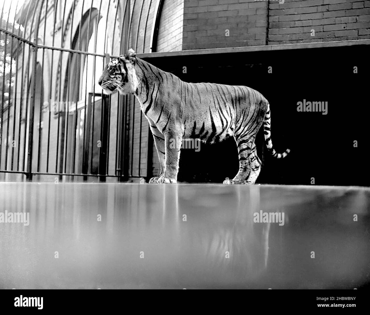 Tigre en cage avec fenêtres et bâtiment derrière au zoo de Lincoln Park CA.1900 Banque D'Images