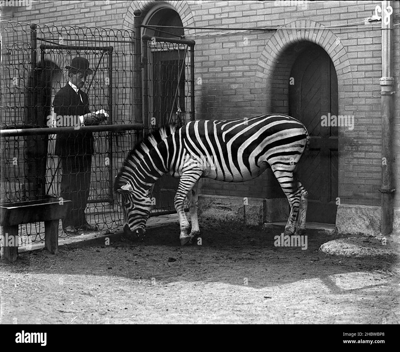 Zebra (probablement Grant's) au zoo de Lincoln Park avec un homme dans un chapeau et un costume de Bowler nourrissant le zèbre ou regardant à travers la cage.Bâtiment en brique derrière avec portes voûtées.1900. Banque D'Images