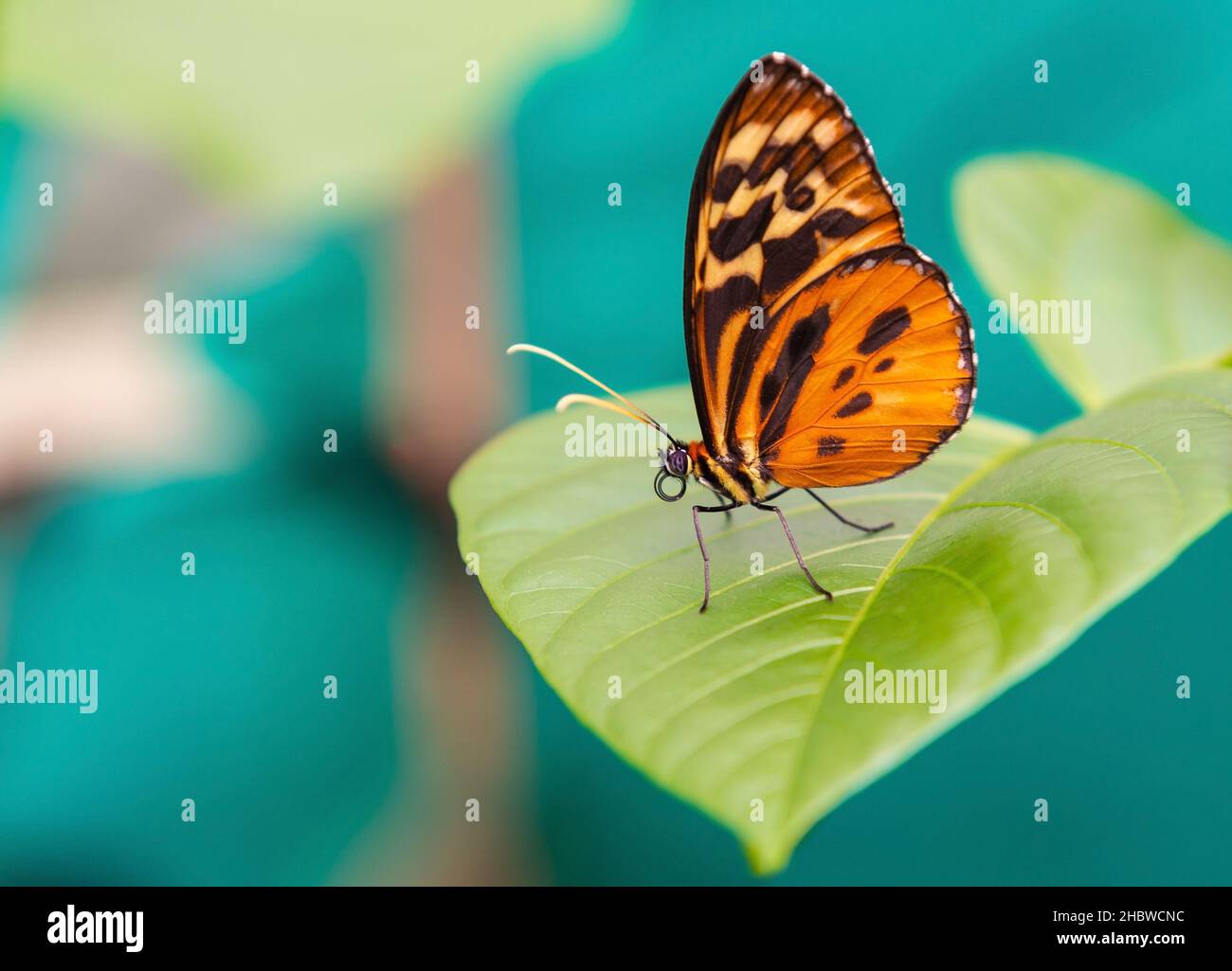 Papillon Ithomiine (Melinaea Satévis) en gros plan, sur la feuille verte, Mindo, Équateur.Trouvé en Amérique centrale et du Sud dans la forêt nuageuse et la forêt tropicale. Banque D'Images