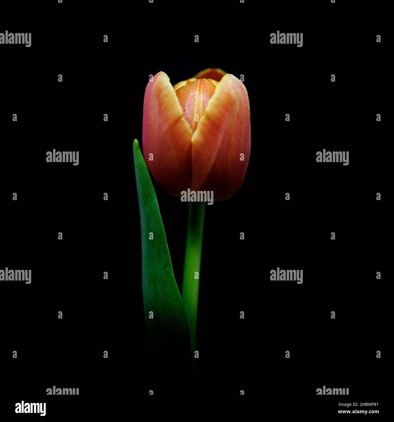 Gros plan d'une tulipe rouge et jaune isolée sur un backgrou noir Banque D'Images