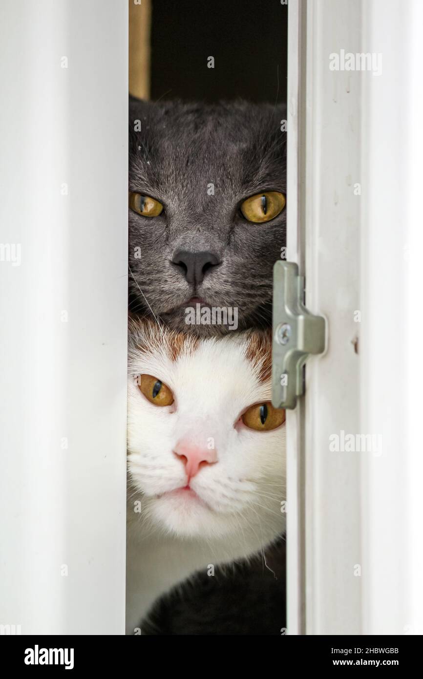 Faces féline en dehors de la fenêtre.Chat gris et chaton blanc avec des yeux jaunes Banque D'Images