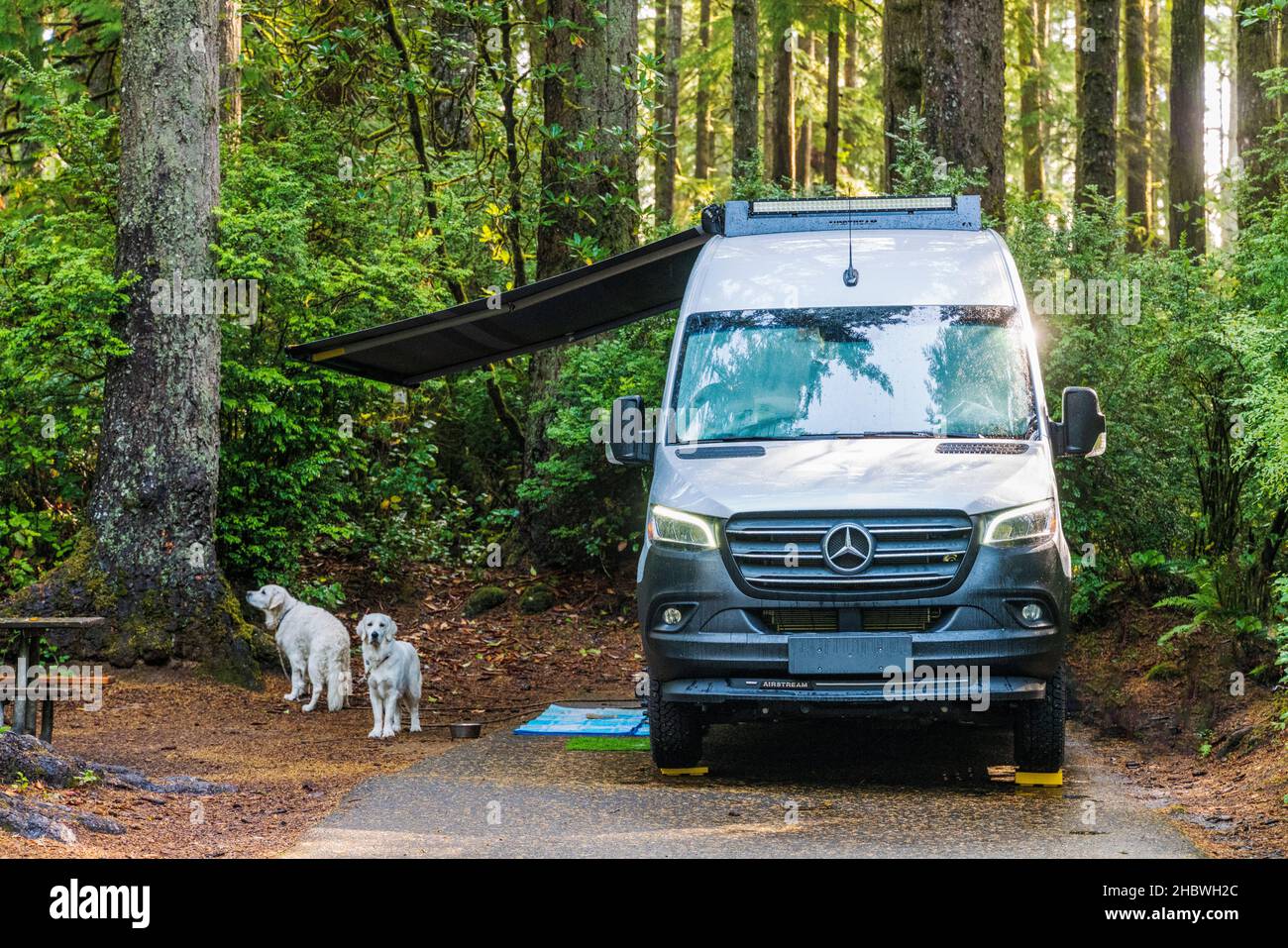 Platinum Golden Retriever Dogs ; campervan Airstream Interstate 24X 4WD ; parc national Jesse M. Honeyman Memorial ; près de Florence ; Oregon ; États-Unis Banque D'Images