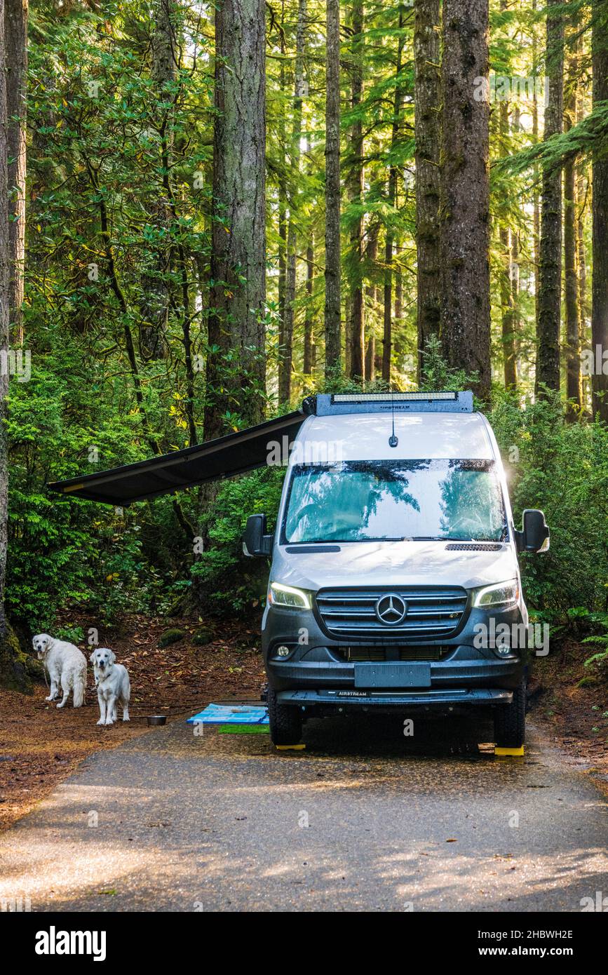 Platinum Golden Retriever Dogs ; campervan Airstream Interstate 24X 4WD ; parc national Jesse M. Honeyman Memorial ; près de Florence ; Oregon ; États-Unis Banque D'Images