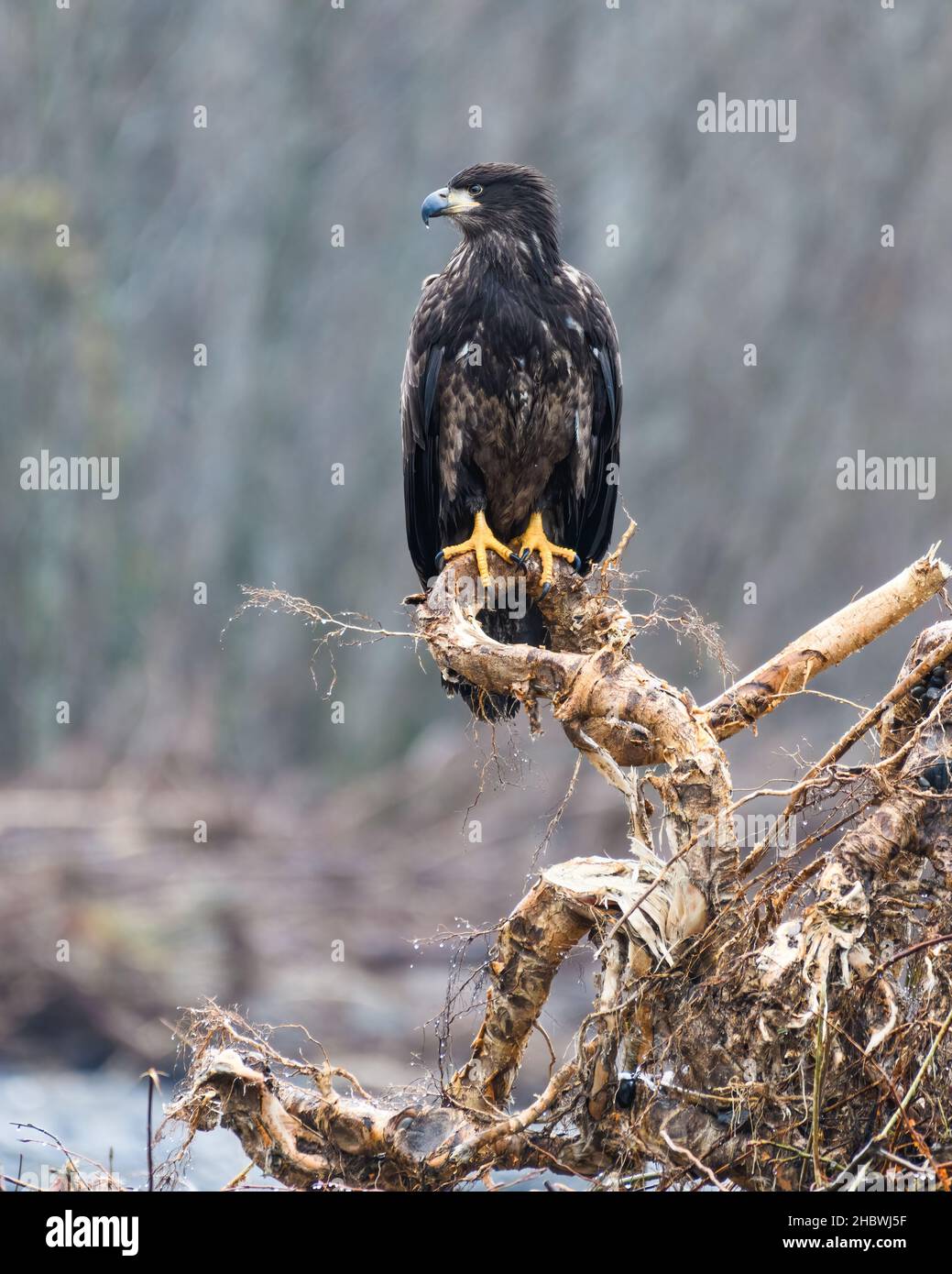 Un aigle à tête blanche immature se dresse au-dessus d'une racine d'arbre enchevêtrée sur la rive de la rivière Nooksack.L'oiseau a des pieds jaunes proéminents Banque D'Images