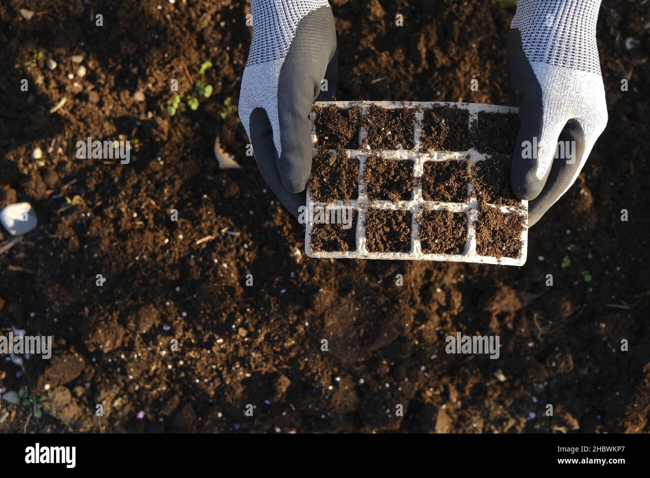 Plantules dans le plateau de germination avec de la tourbe dans les mains mâles sur le fond du sol.plantules en croissance.Jardinage et agriculture.Culture de légumes et Banque D'Images