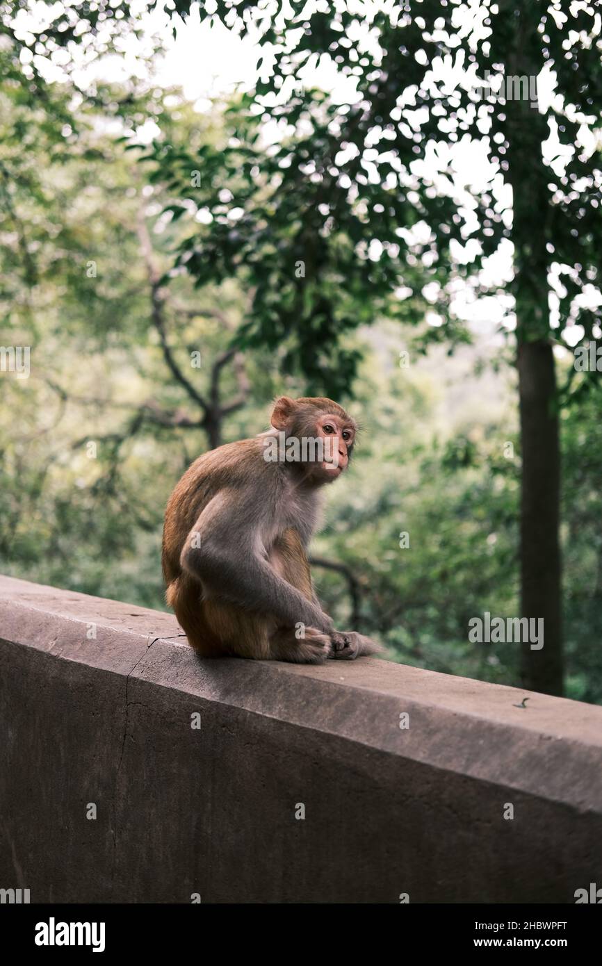 Un singe s'est assis sur une pierre Banque D'Images