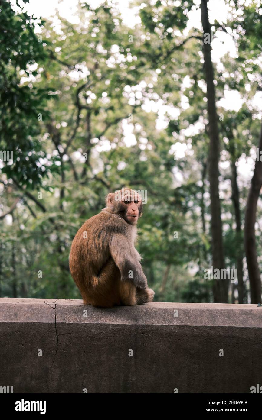 Un singe s'est assis sur une pierre Banque D'Images
