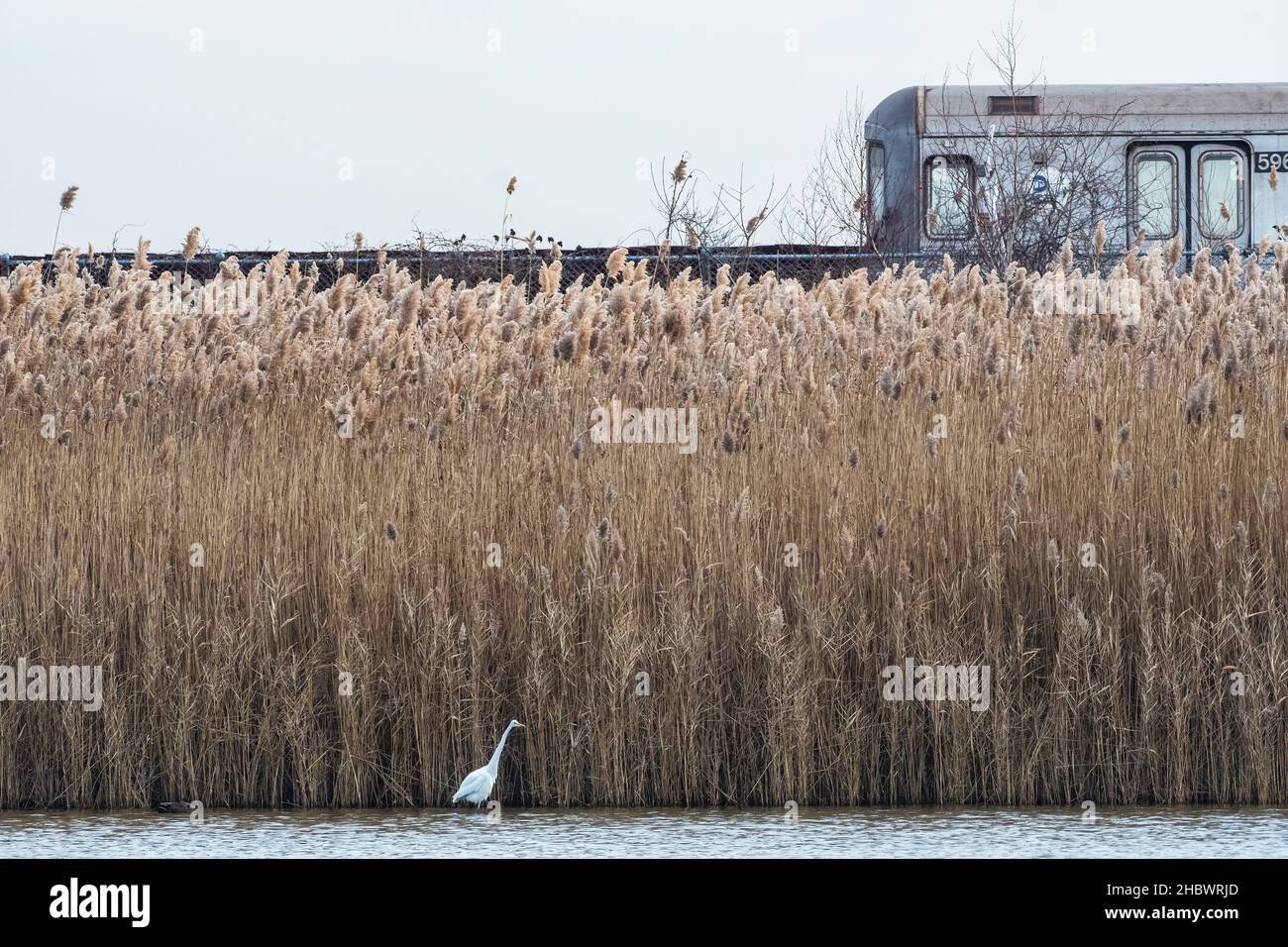 Great Egret et Un train à la réserve naturelle de Jamaica Bay le 21st décembre Banque D'Images