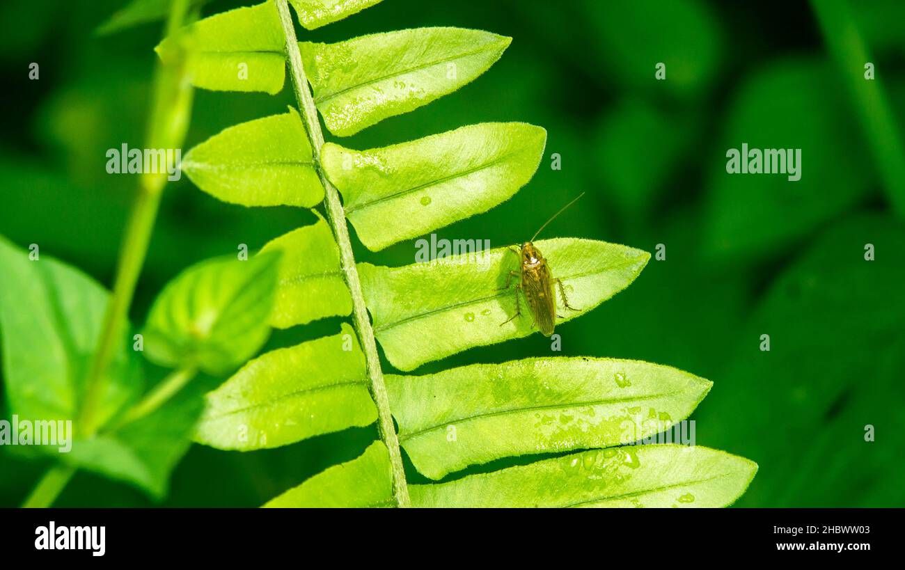 Ectobius laponicus cafard reposant sur la feuille de fougères Banque D'Images