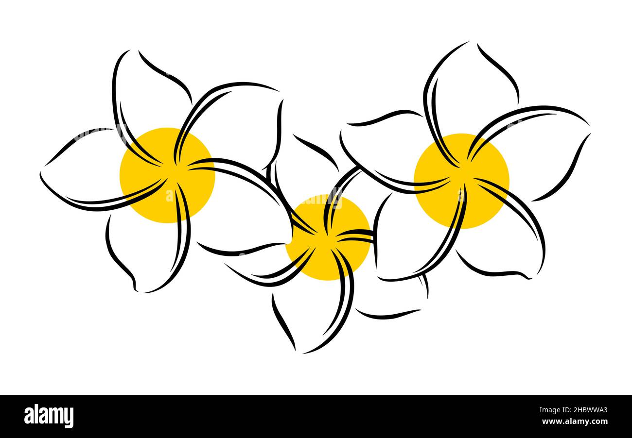 Frangipani ou plumeria fleurs exotiques d'été.Frangipani gravé isolé sur fond blanc.Illustration vectorielle Illustration de Vecteur