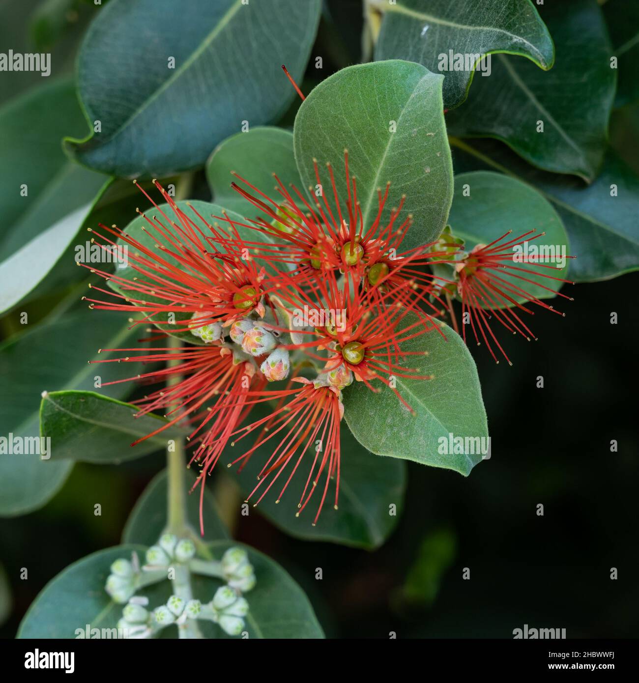 L'arbre Pohutukawa, également appelé arbre de Noël néo-zélandais en pleine floraison à la plage de Takapuna, avec l'île de Rangitoto floue au loin Banque D'Images