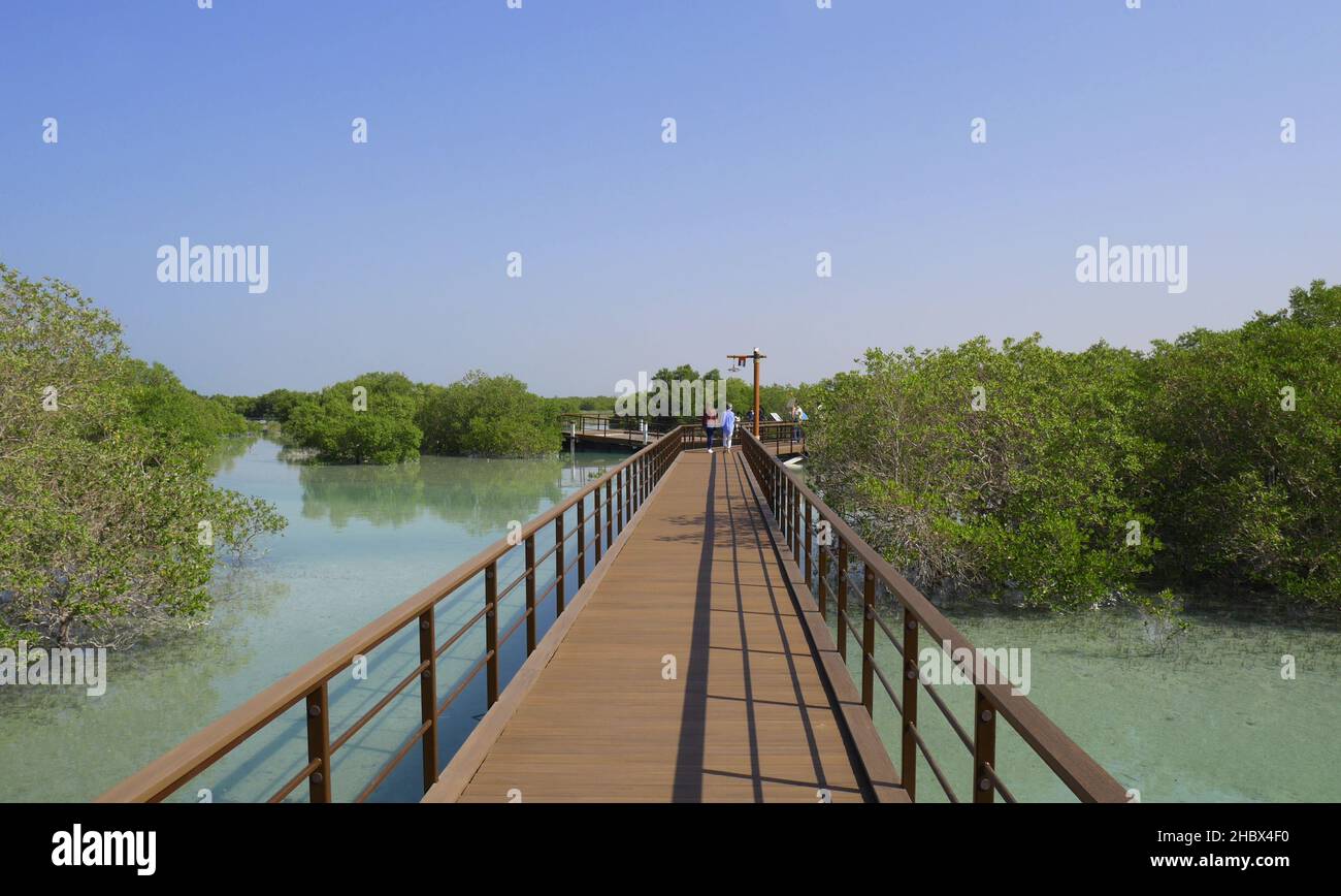 Jubail mangrove Park, avec des mangroves grises, Avicennia marina, Jubail Island, Abu Dhabi,Émirats arabes Unis Banque D'Images