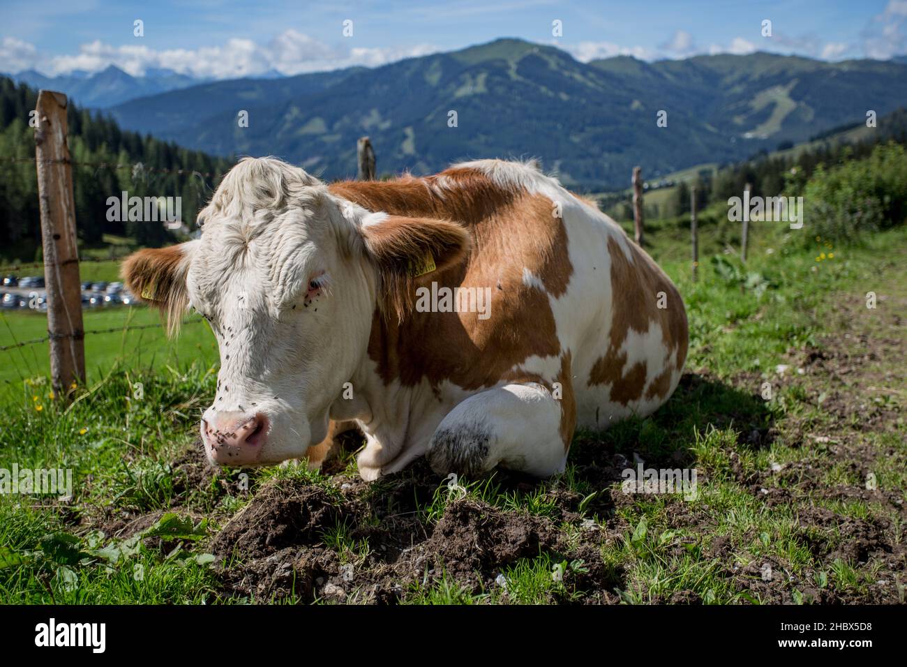 Un magnifique paysage alpin avec des vaches heureuses paissant librement sur des prairies verdoyantes sous un ciel bleu clair, mettant en valeur la beauté sereine et naturelle. Banque D'Images