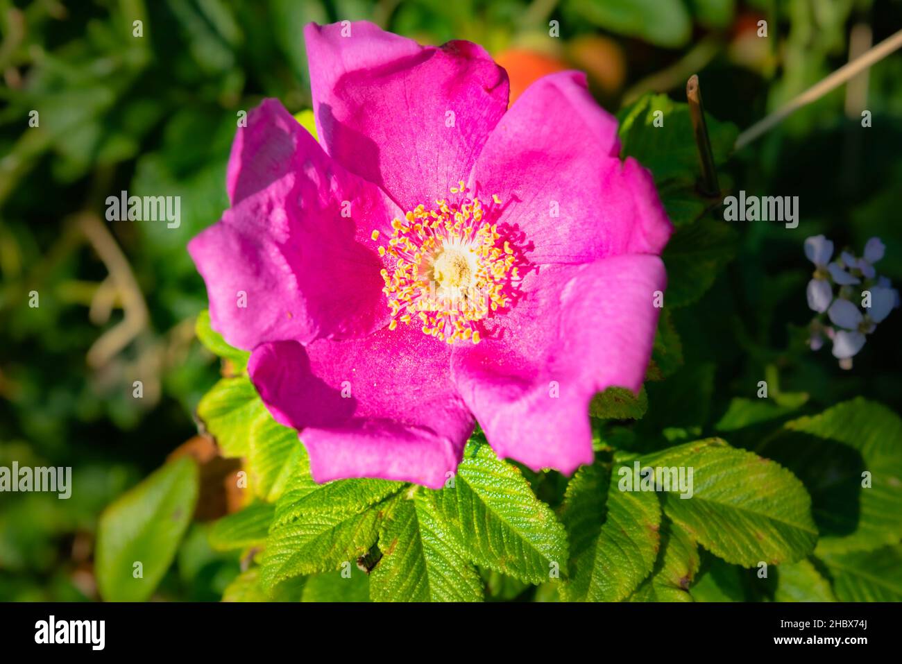 Gros plan d'une rose fraîche de Rosa rugosa ou Beach Rose.Détail de fuchsia fleur en fleur véhicule le concept d'amour, la fraîcheur et l'illustration d'intimité Banque D'Images