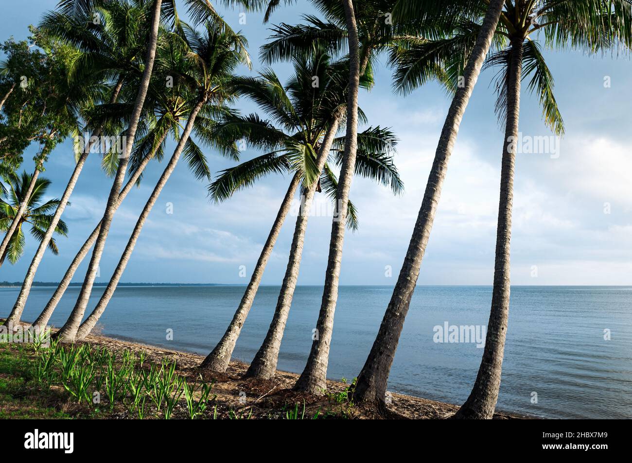 Palmiers sur la plage tropicale de Cardwell dans le nord du Queensland. Banque D'Images