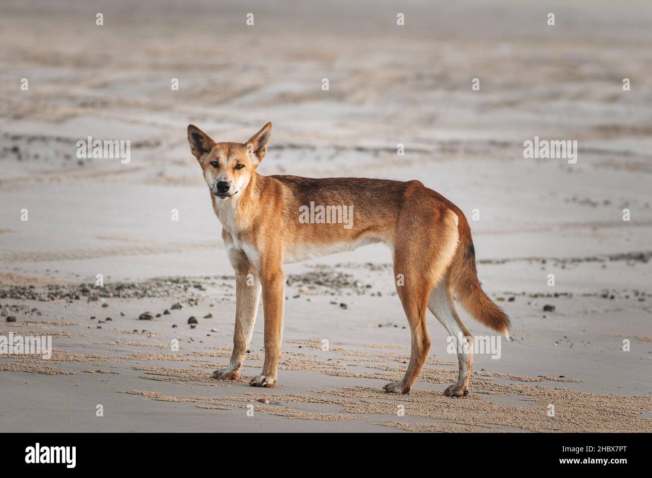 Dingo en itinérance sur la plage de Fraser Island. Banque D'Images
