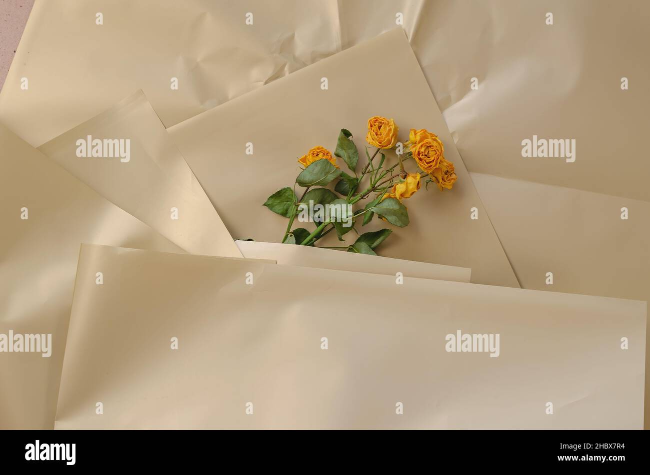Fleurs flétries sur une surface crémeuse.Roses jaunes.Papier d'emballage brillant froissé.Vue de dessus.Mise au point sélective. Banque D'Images