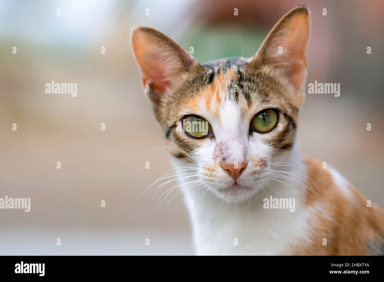 Chat domestique vous regardant, Felis catus, Satara, Maharashtra, Inde Banque D'Images