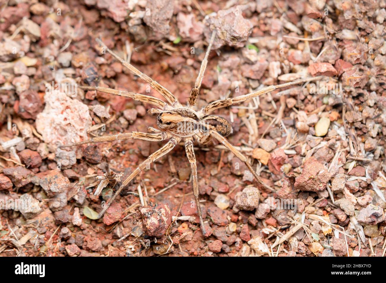 Dorsale de Geolycosa vultuosa, araignée de loup, Lycosidae, Satara, Maharashtra,Inde Banque D'Images