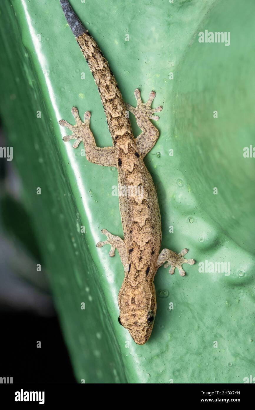 Dorsale de la maison méditerranéenne gecko, Hemidactylus turcicus, famille - Gekkonidae, Singapour Banque D'Images