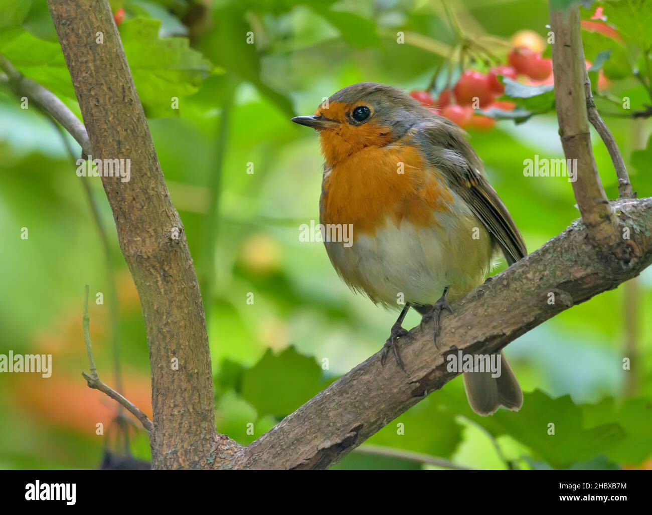 Le robin européen adulte (erithacus rubecula) perchée dans des branches de la brousse de viburnum avec baies Banque D'Images