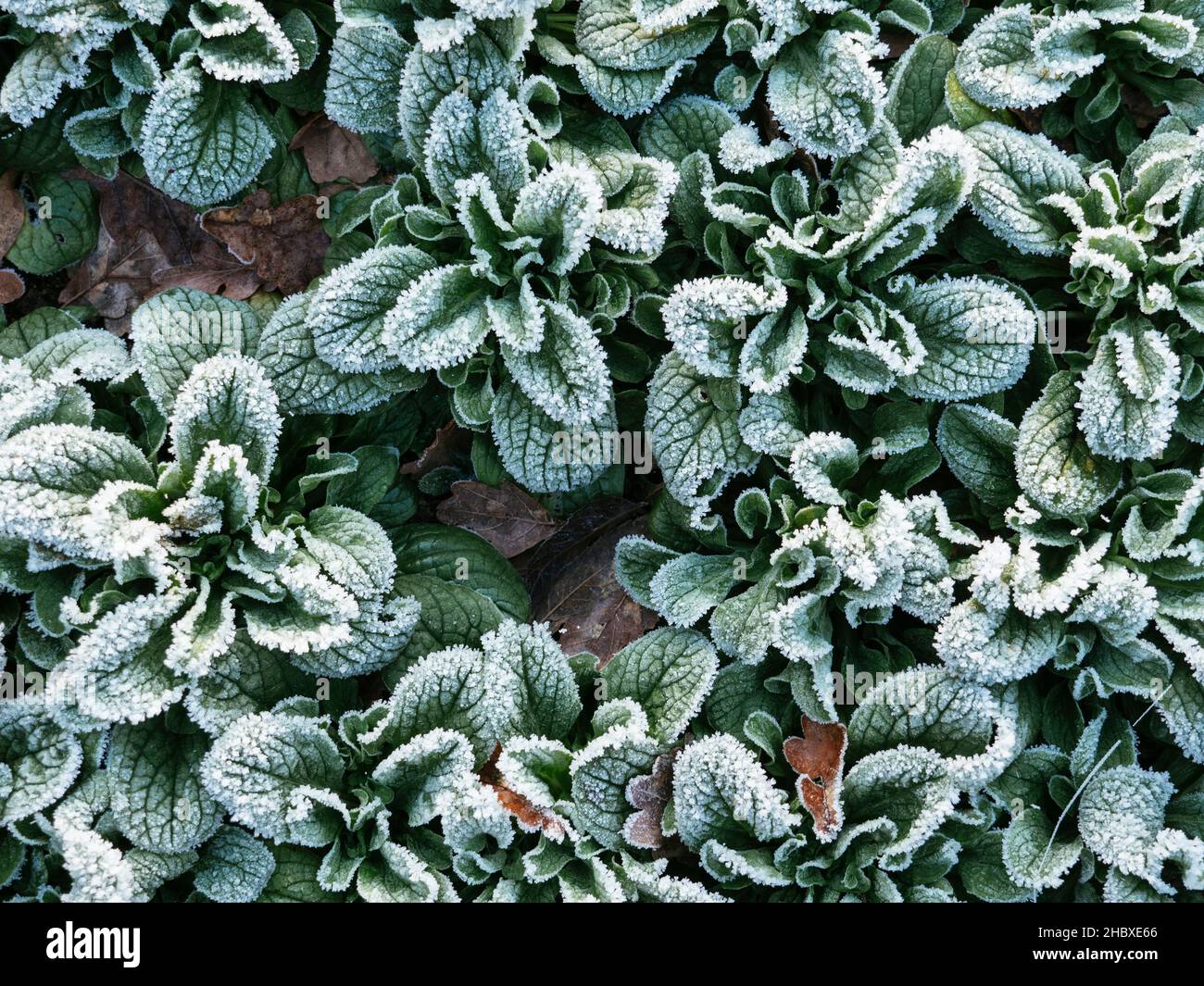 Salade de maïs (Valerianella locusta) avec gel en décembre. Banque D'Images