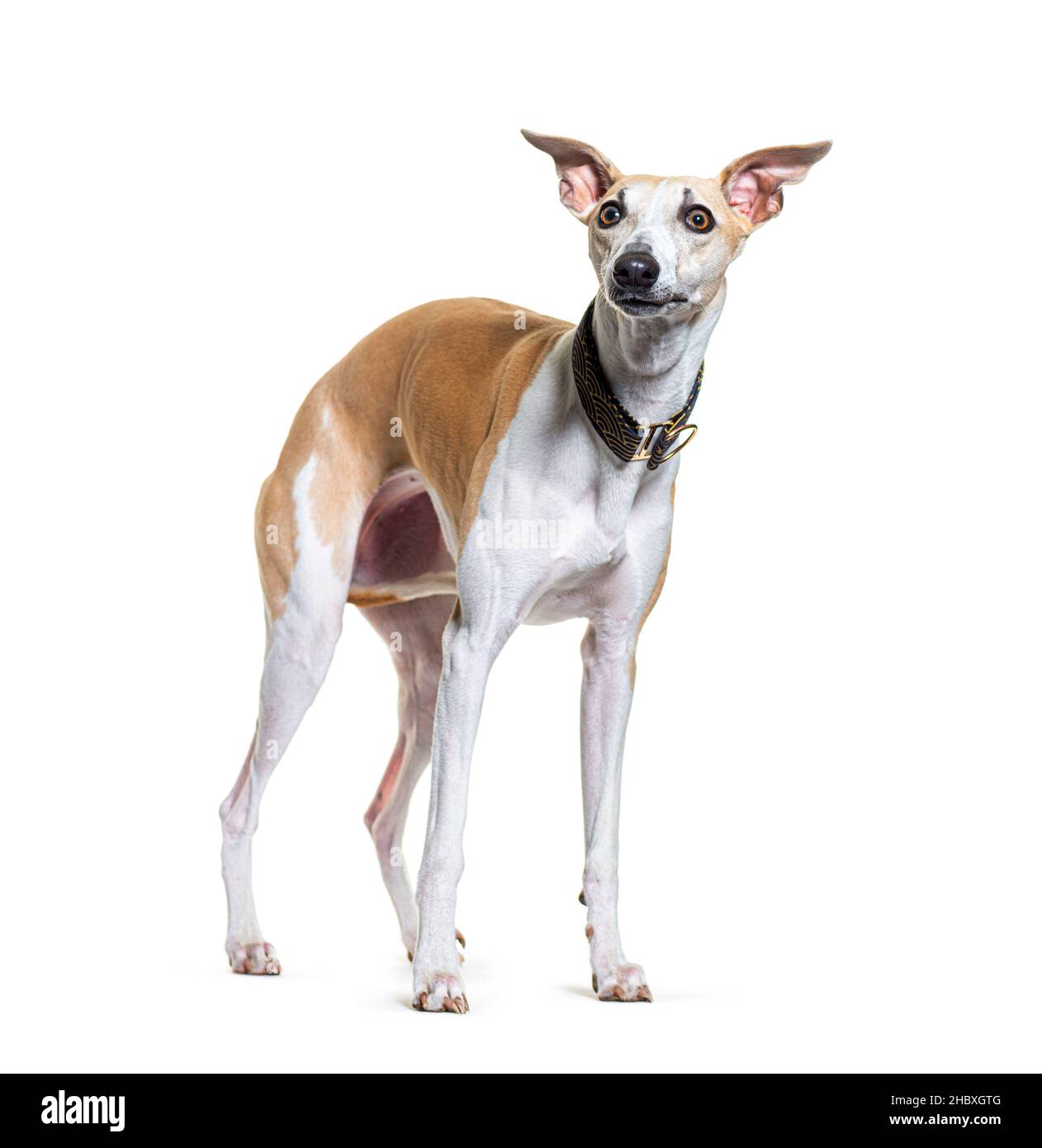 Debout regardant vers le haut chien Whippet portant un collier, isolé sur blanc Banque D'Images