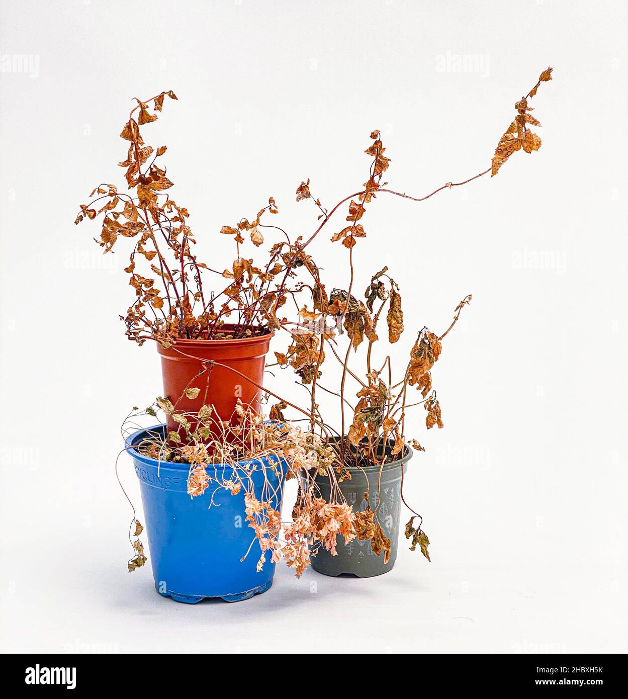 Plante séchée et morte négligée dans une marmite en plastique bleu et rouge Banque D'Images