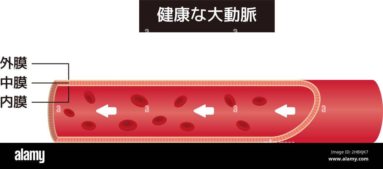 Illustration Vestor de l'aorte normale (japonais) Illustration de Vecteur